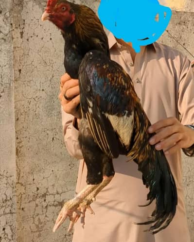 top quality aseel for sale