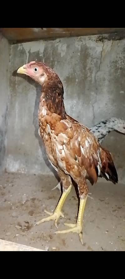 Aseel chick's for Sale