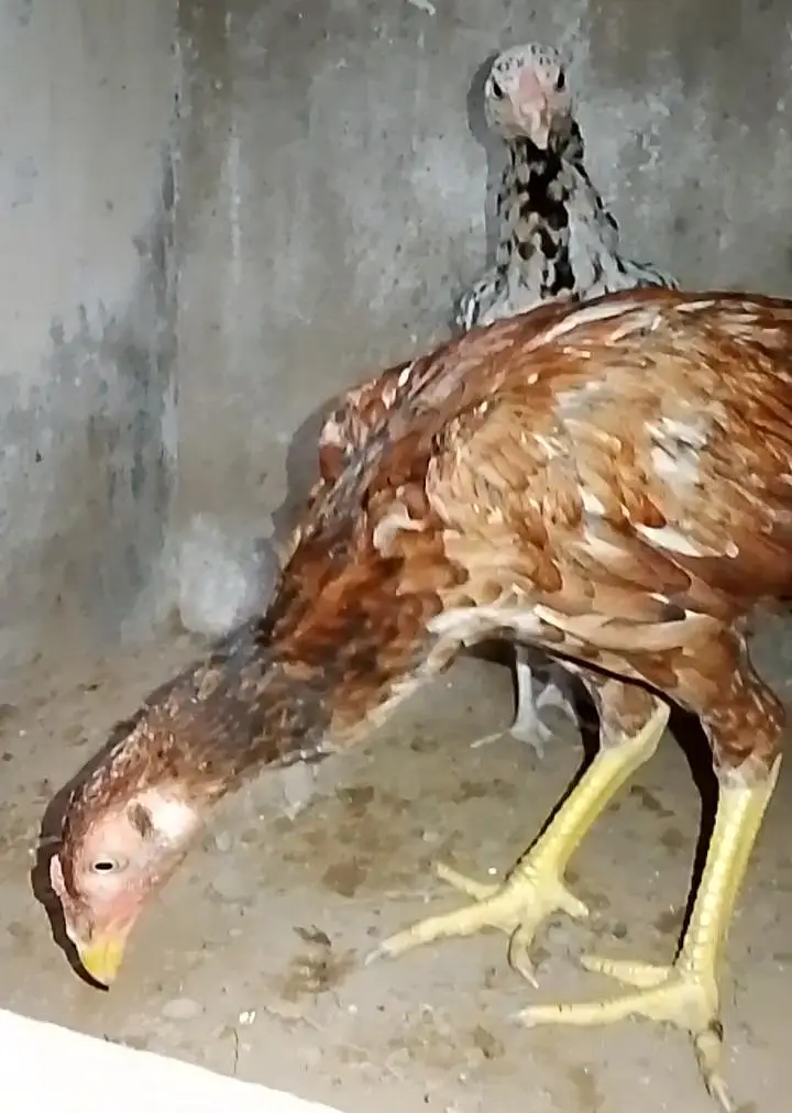 Aseel chick's for Sale — photo 2