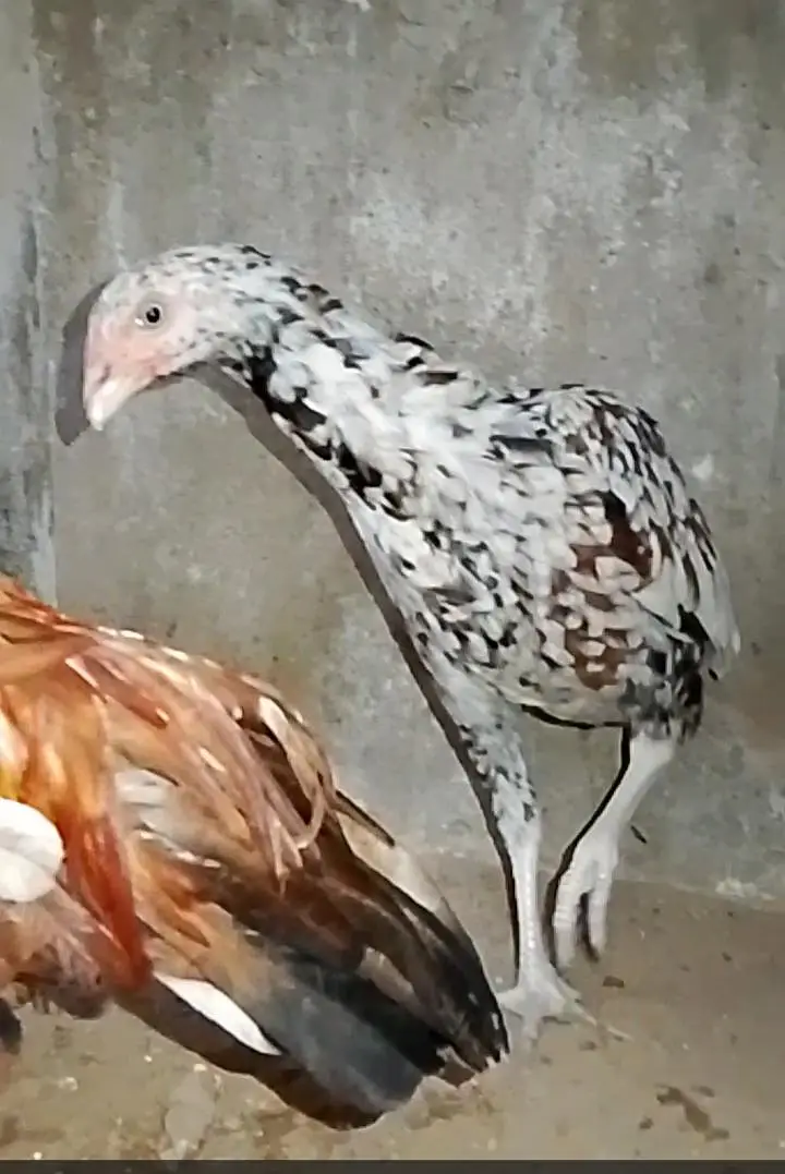 Aseel chick's for Sale — photo 3