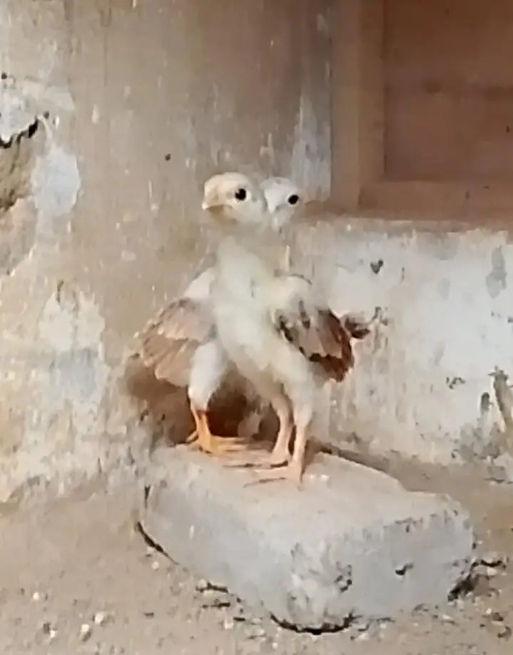 Aseel chick's for Sale — photo 4