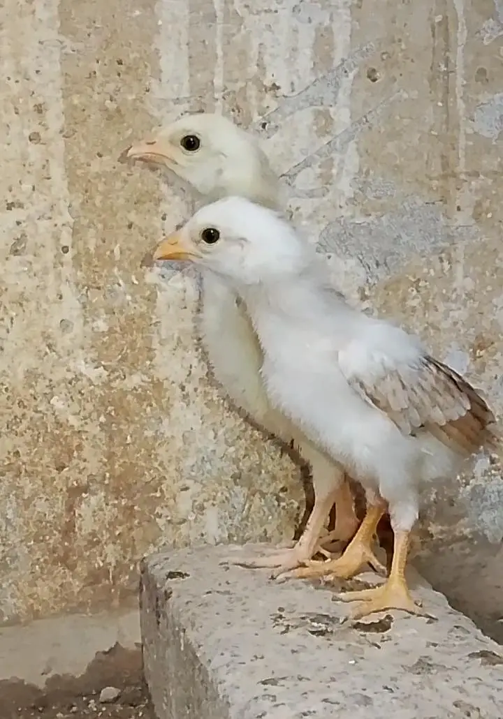 Aseel chick's for Sale — photo 5