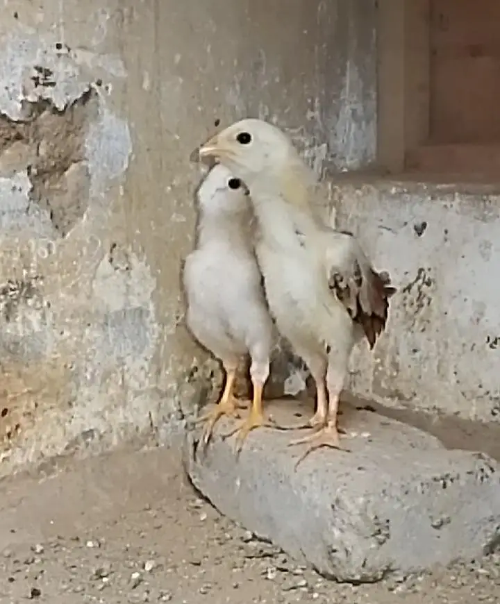 Aseel chick's for Sale — photo 6