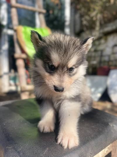 Siberian Husky puppies available for sale
