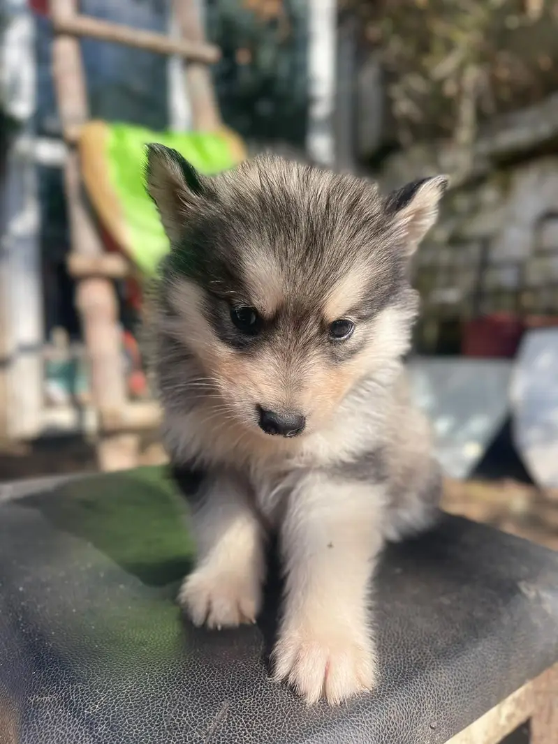 Siberian Husky puppies available for sale