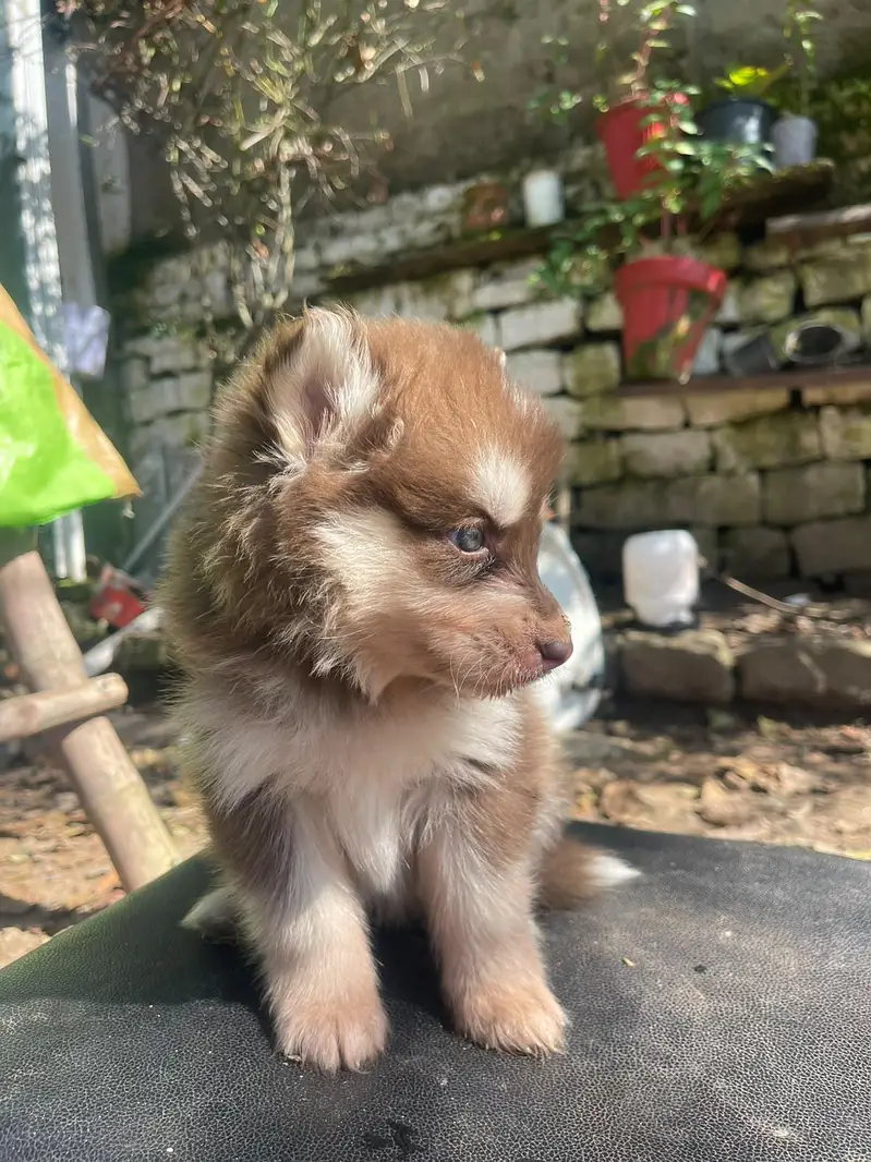 Siberian Husky puppies available for sale — photo 2