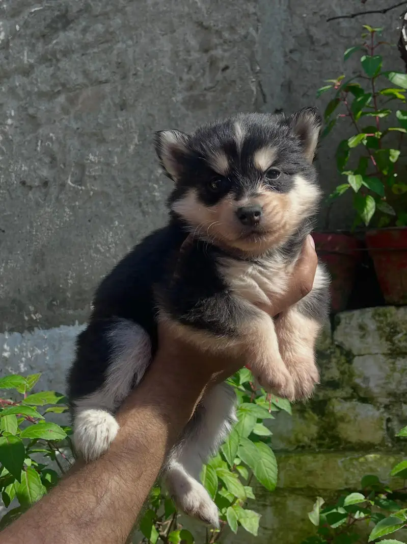 Siberian Husky puppies available for sale — photo 3