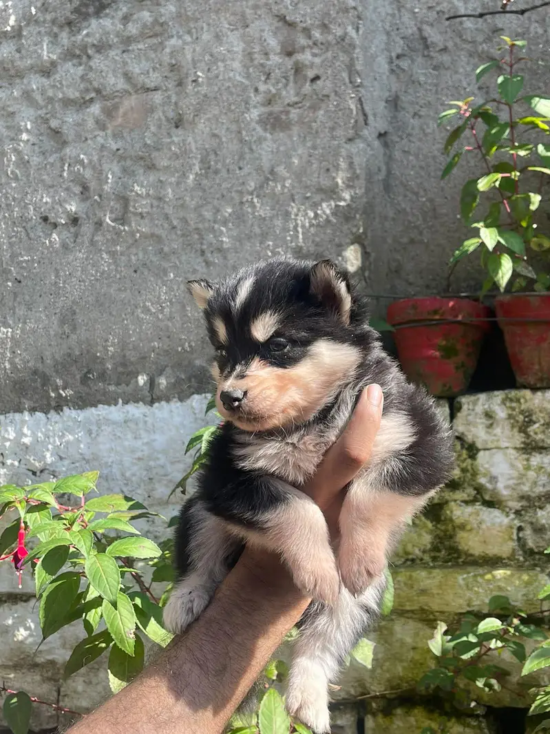 Siberian Husky puppies available for sale — photo 4