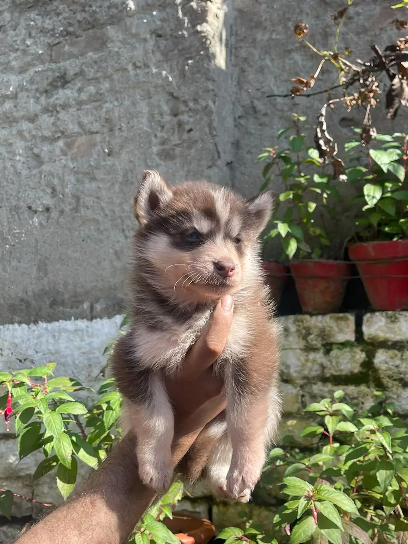 Siberian Husky puppies available for sale — photo 5