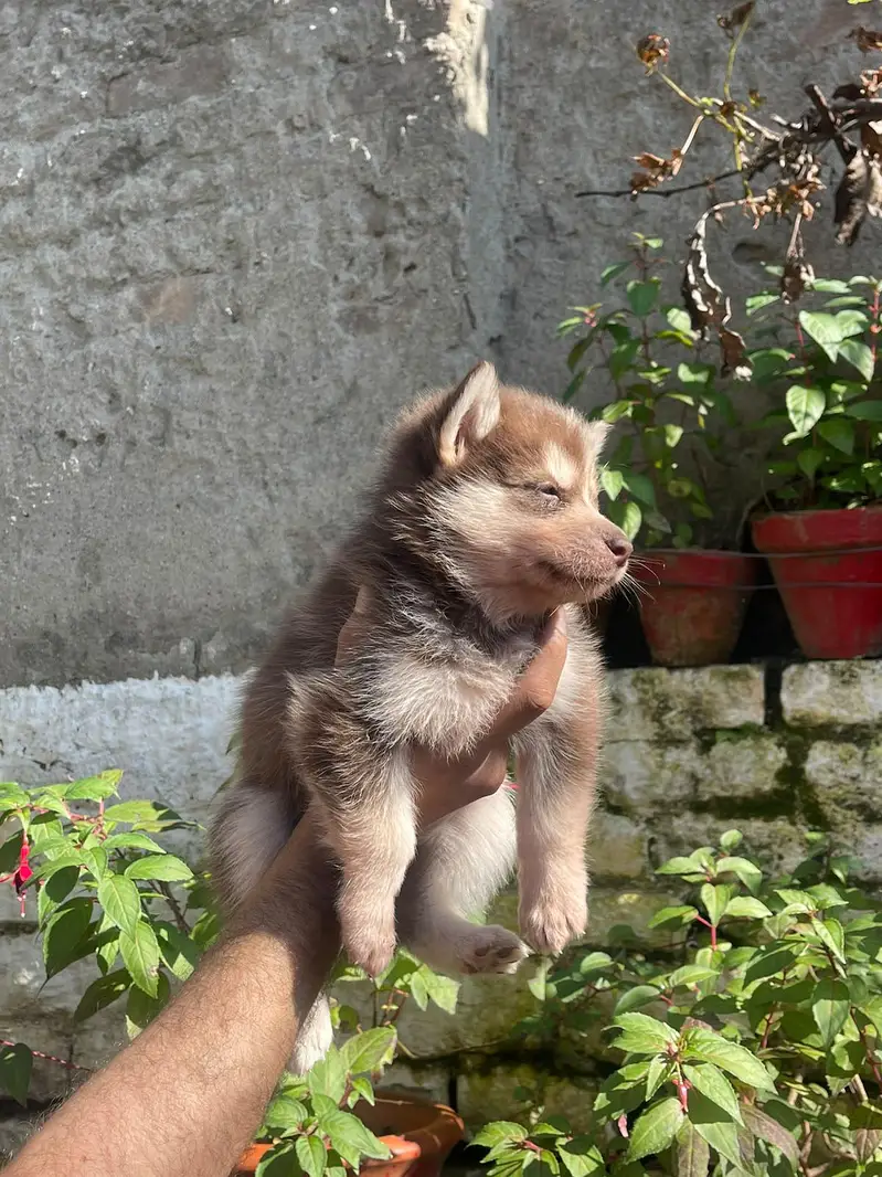 Siberian Husky puppies available for sale — photo 6