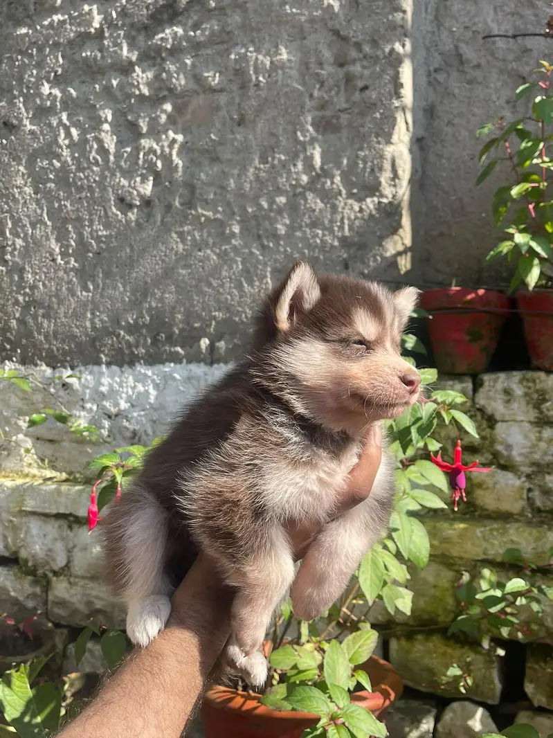 Siberian Husky puppies available for sale — photo 7
