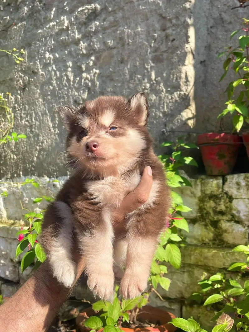 Siberian Husky puppies available for sale — photo 8