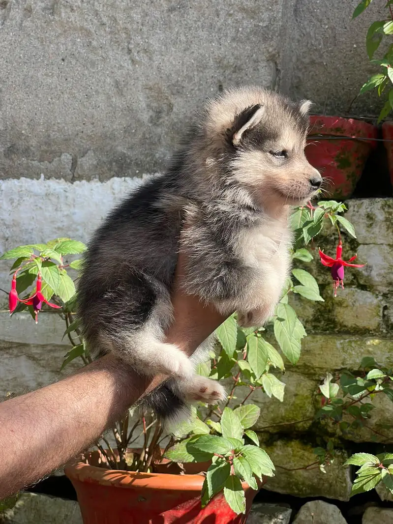 Siberian Husky puppies available for sale — photo 9