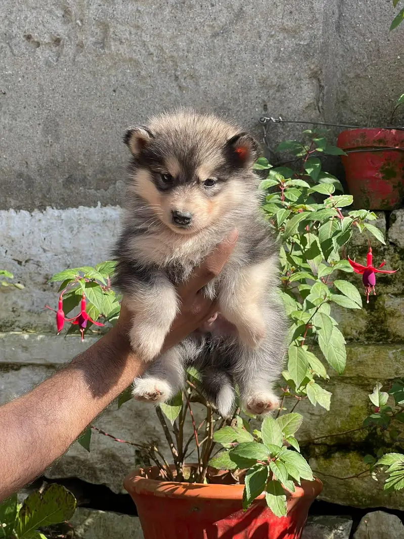 Siberian Husky puppies available for sale — photo 10