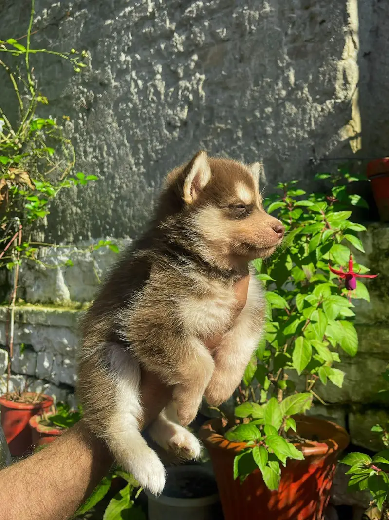 Siberian Husky puppies available for sale — photo 11