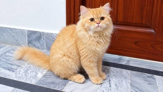 Orange persion cat