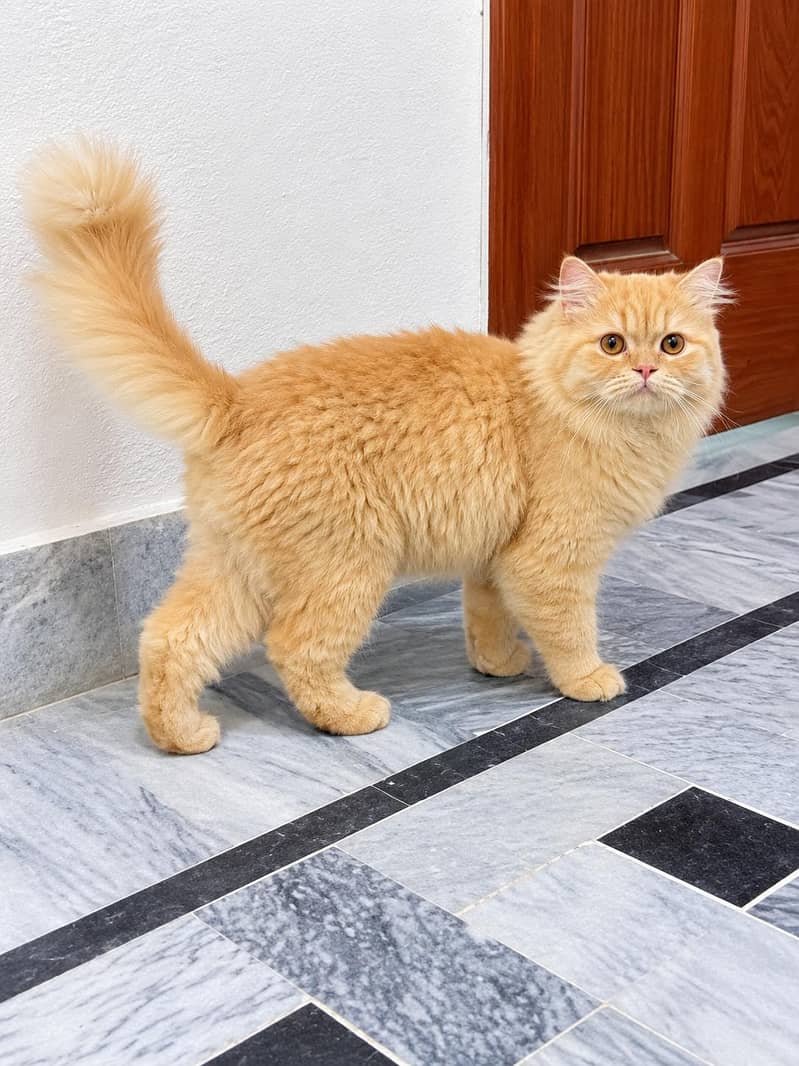 Orange persion cat 1