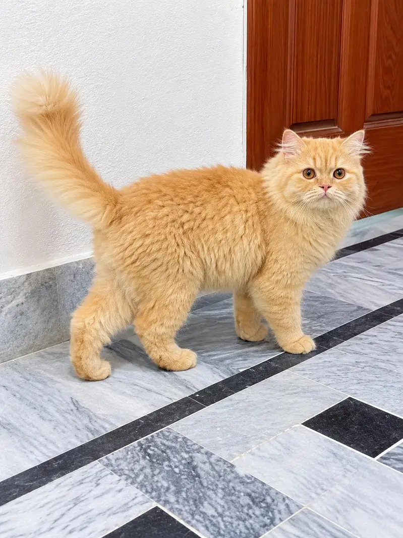 Orange persion cat — photo 2