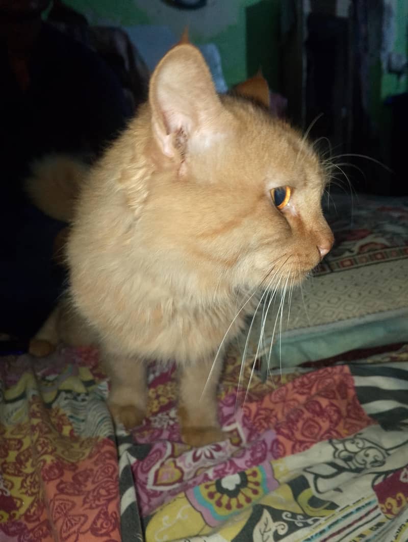 Active Persian cat 0