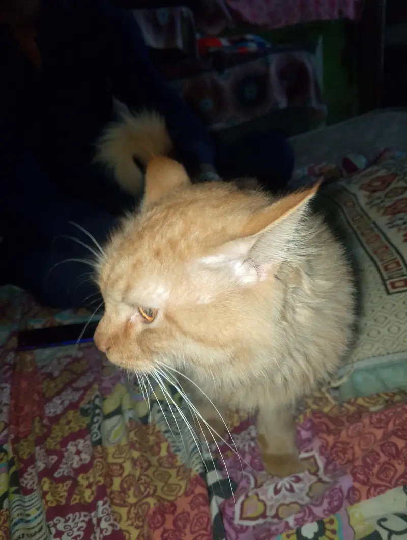 Active Persian cat — photo 2