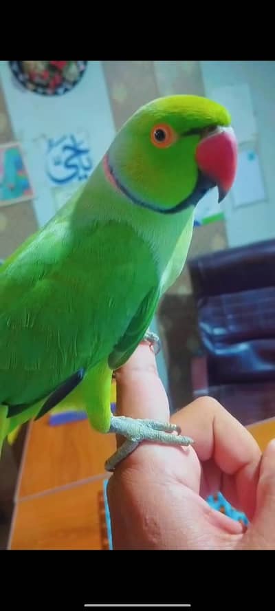 green  ring nick hand time male
