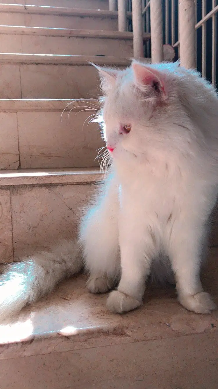 Persian triple coated male,female both