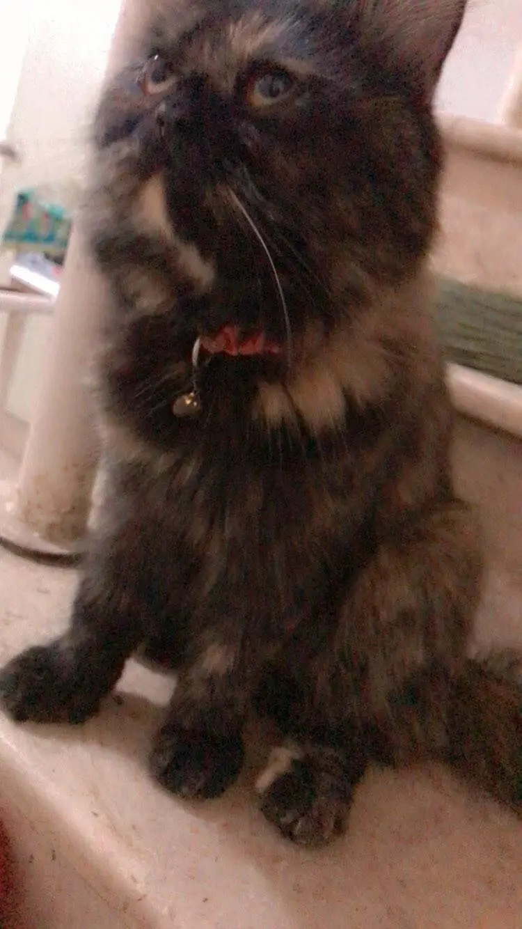 Persian triple coated male,female both — photo 2