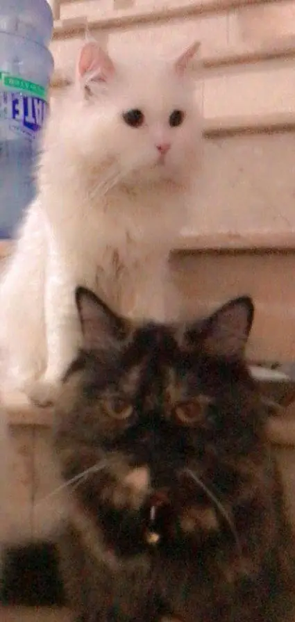 Persian triple coated male,female both — photo 3