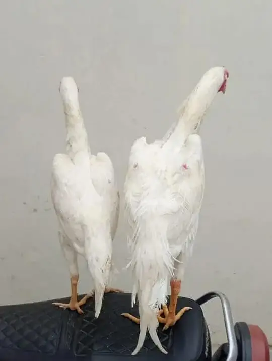 Hira Shamu aseel pair for sale only WhatsApp number 0326/230/8607