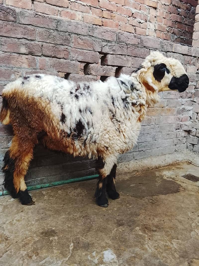 sheep 0
