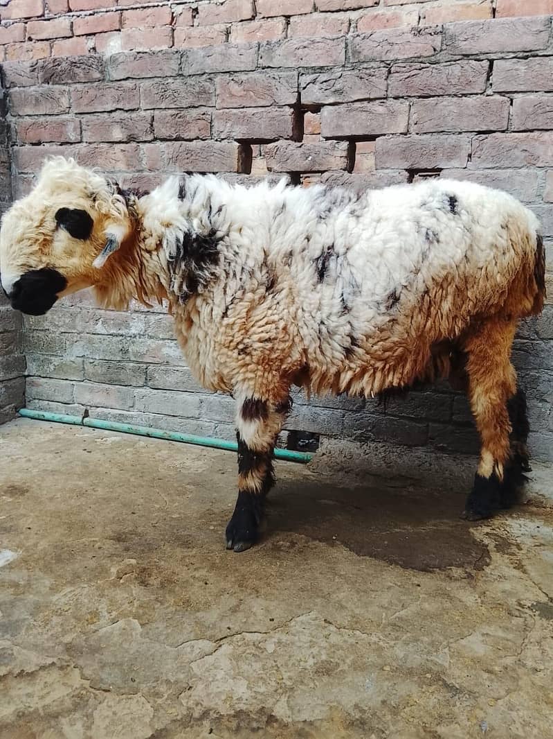 sheep 1