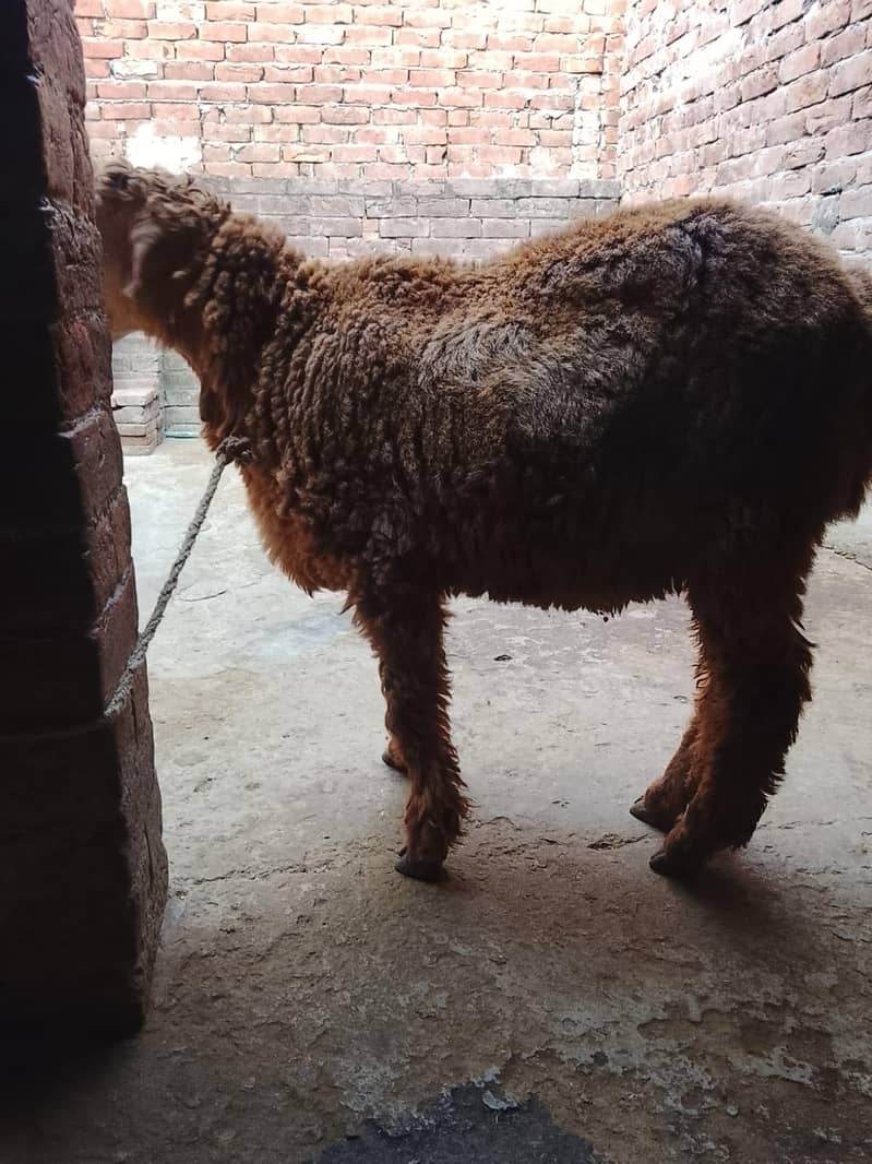 sheep 2