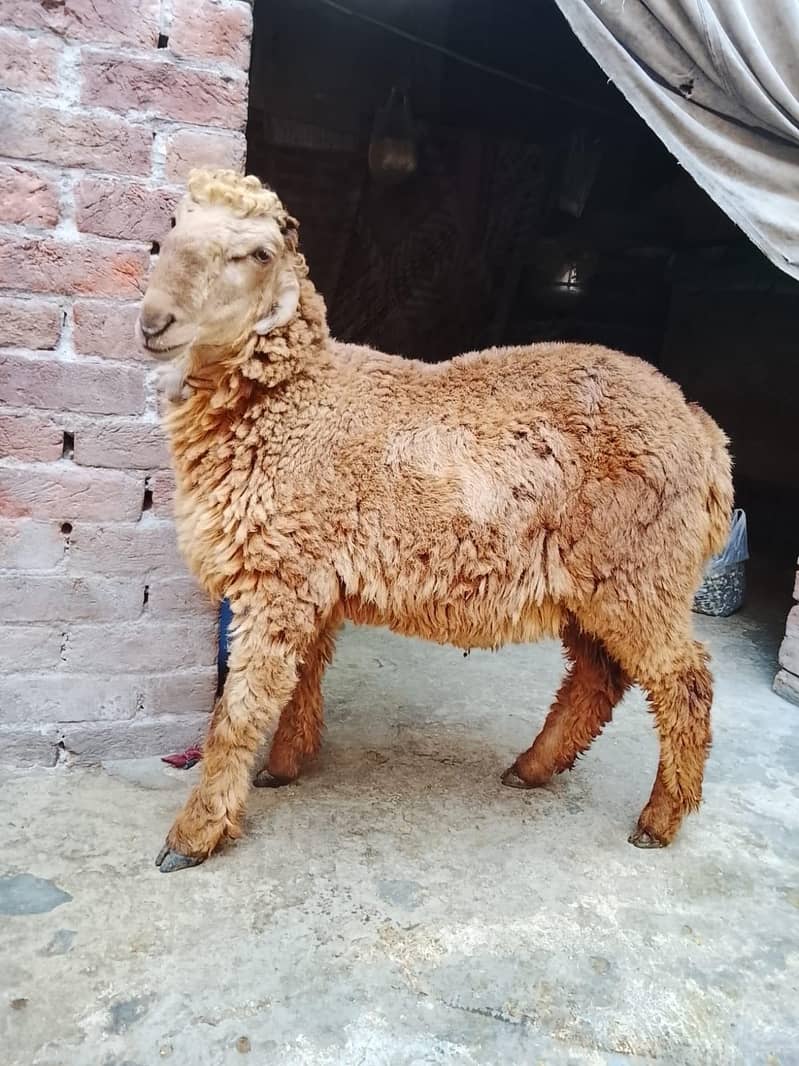 sheep 3