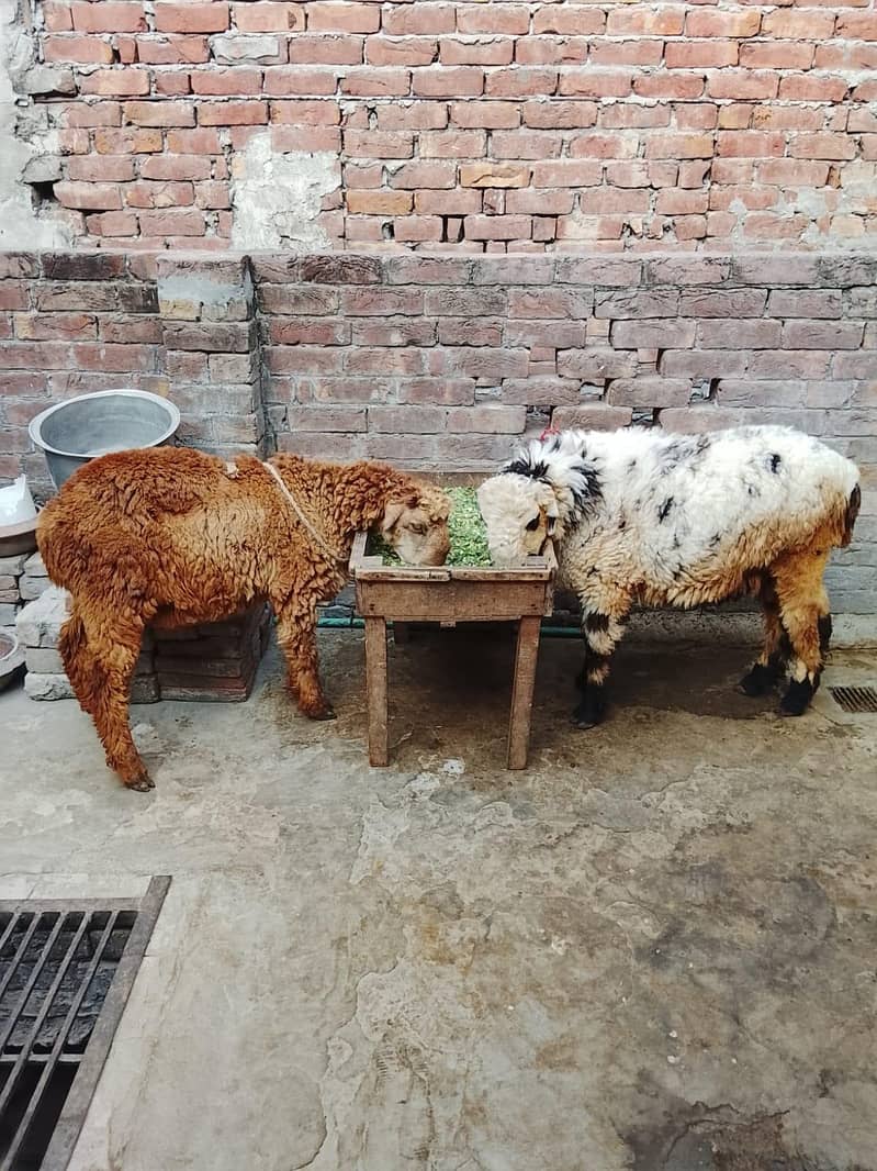sheep 4