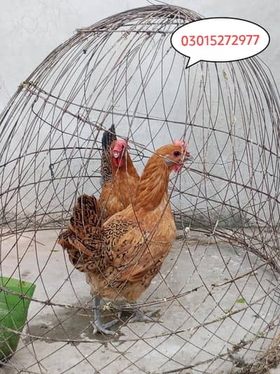 2 golden misri hens