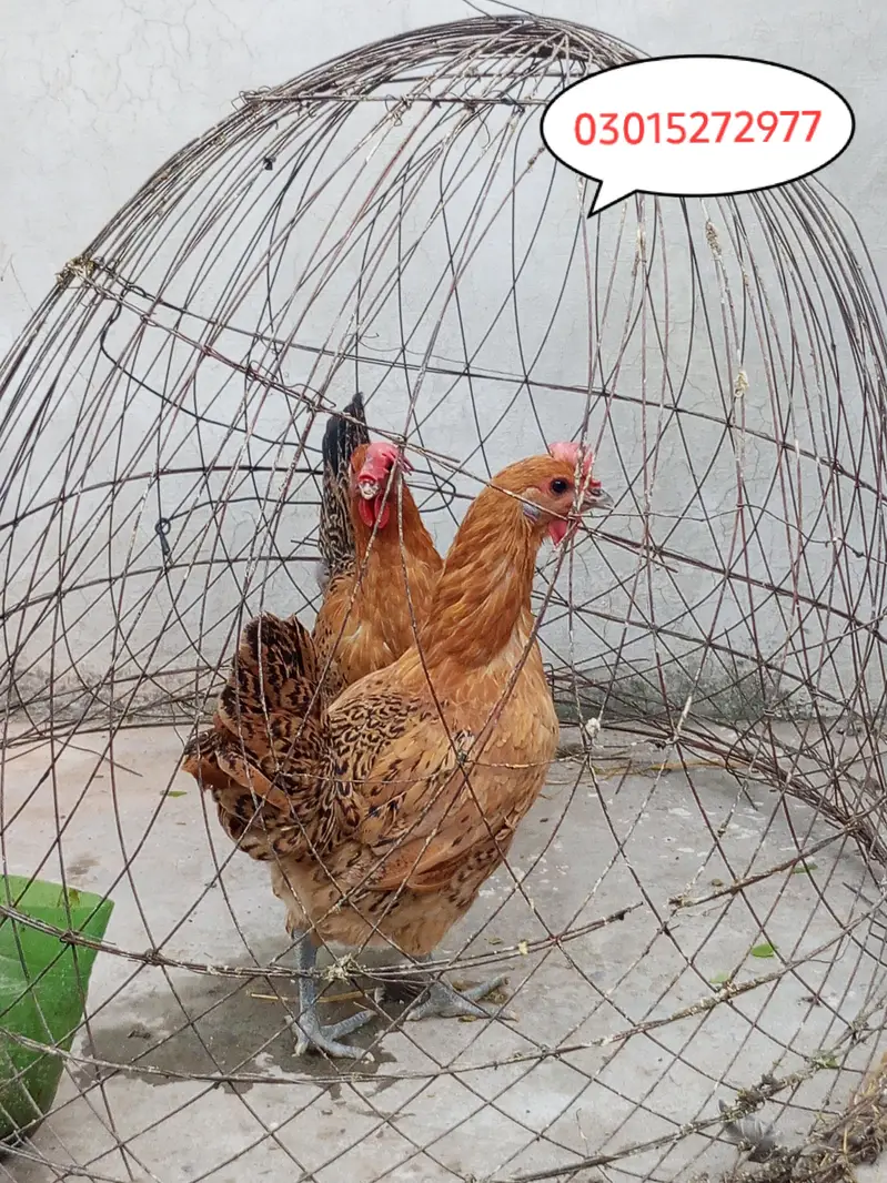 2 golden misri hens