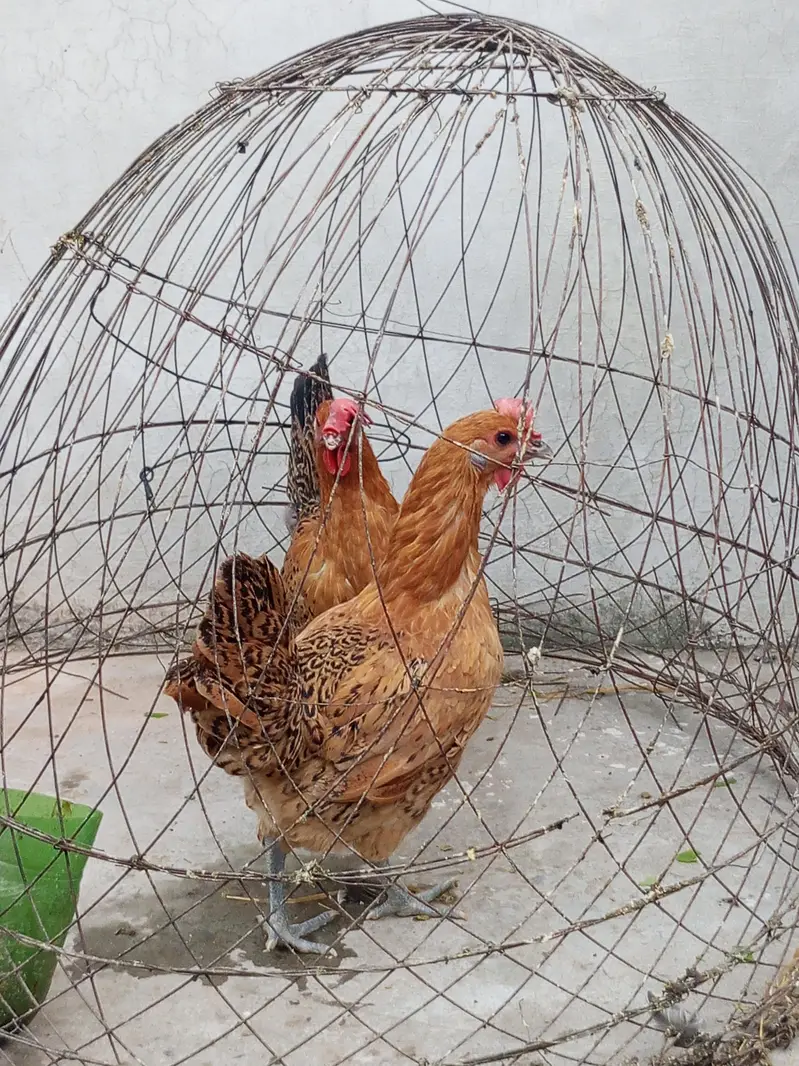 2 golden misri hens — photo 2