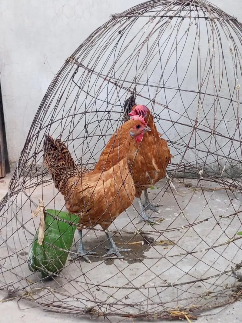 2 golden misri hens — photo 3