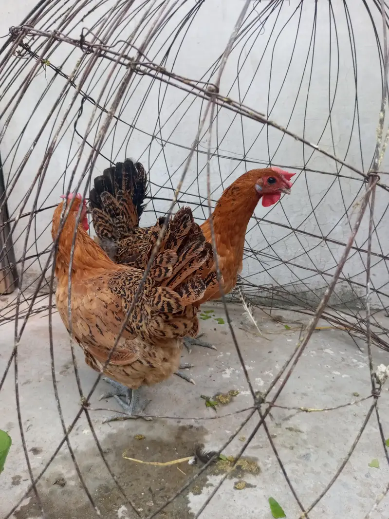 2 golden misri hens — photo 4