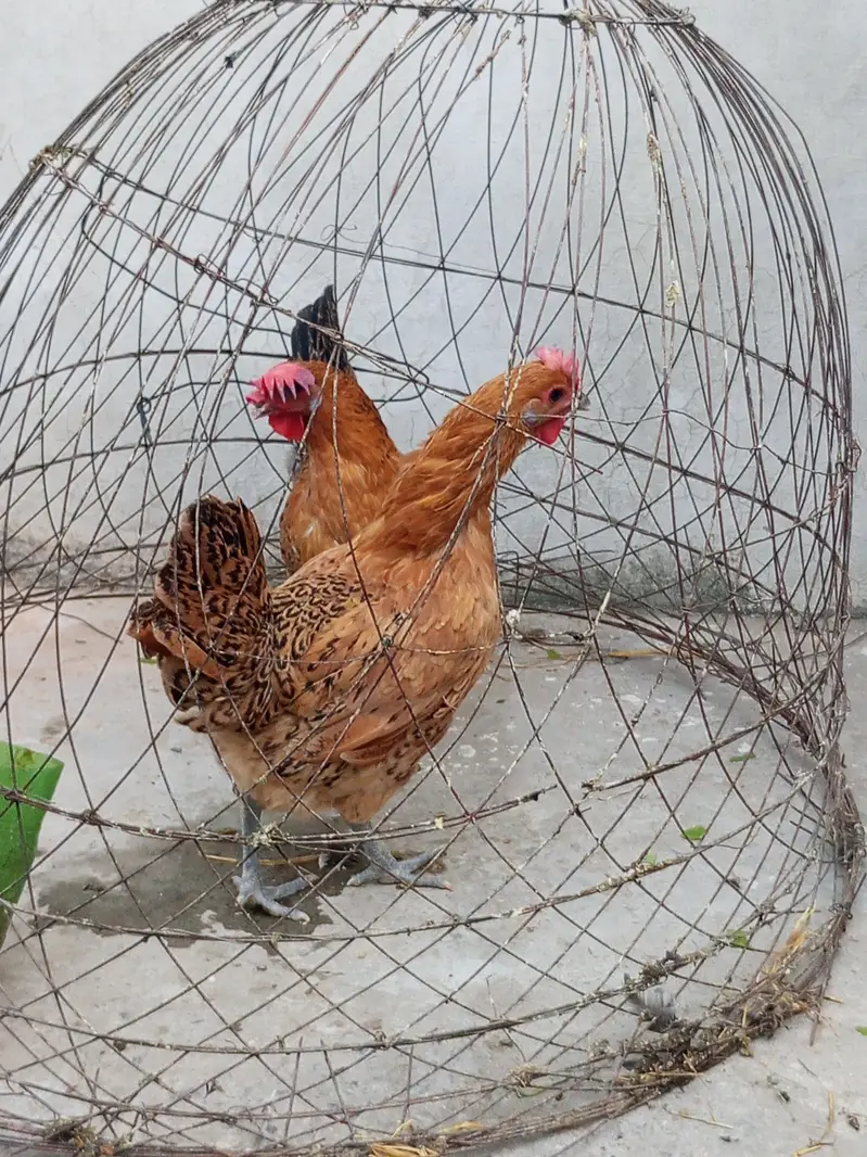 2 golden misri hens — photo 5