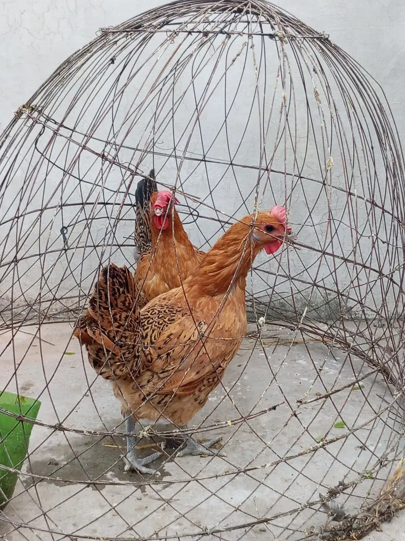 2 golden misri hens — photo 6