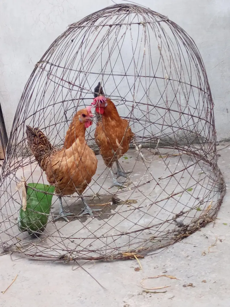 2 golden misri hens — photo 7