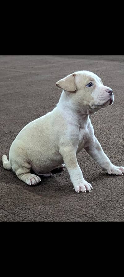 pitbull puppies for sale 0320/4318/242