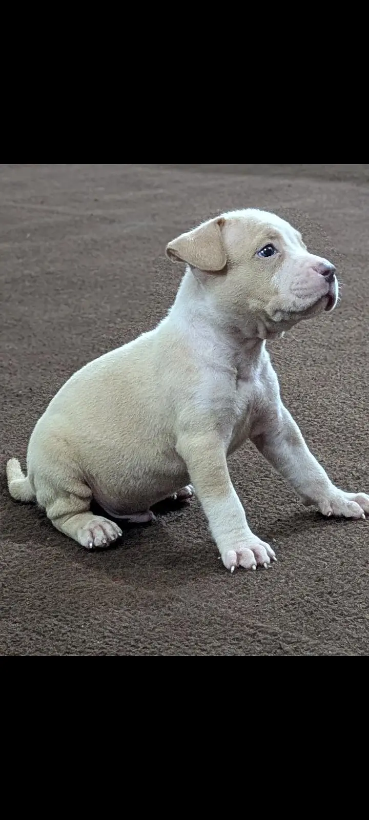pitbull puppies for sale 0320/4318/242
