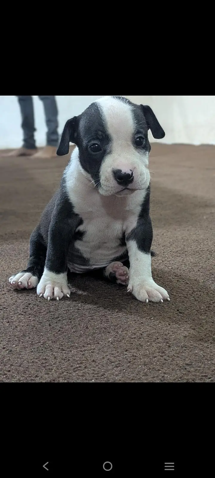 pitbull puppies for sale 0320/4318/242 — photo 2