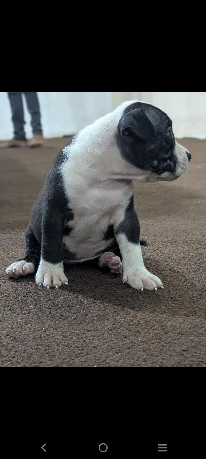 pitbull puppies for sale 0320/4318/242 — photo 3