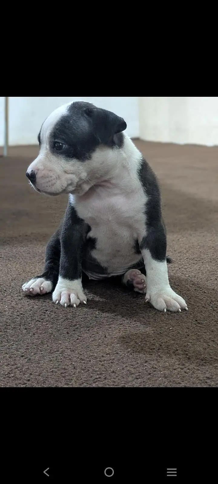 pitbull puppies for sale 0320/4318/242 — photo 4