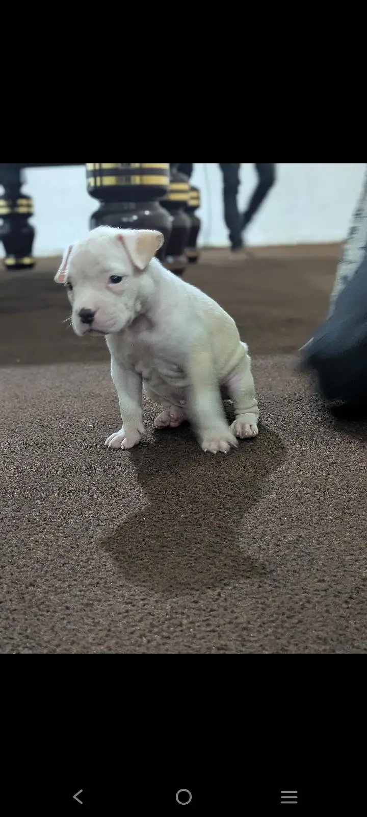 pitbull puppies for sale 0320/4318/242 — photo 5