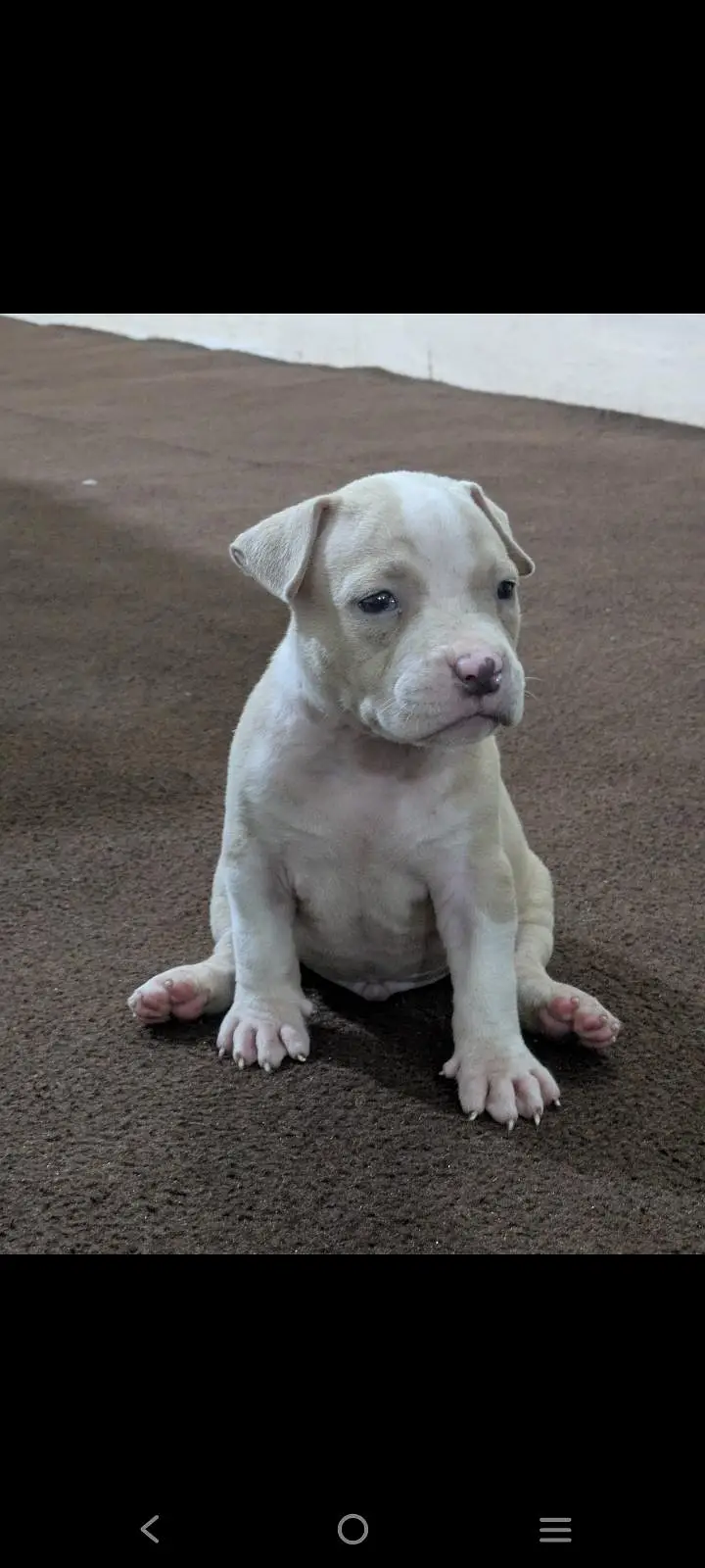 pitbull puppies for sale 0320/4318/242 — photo 6