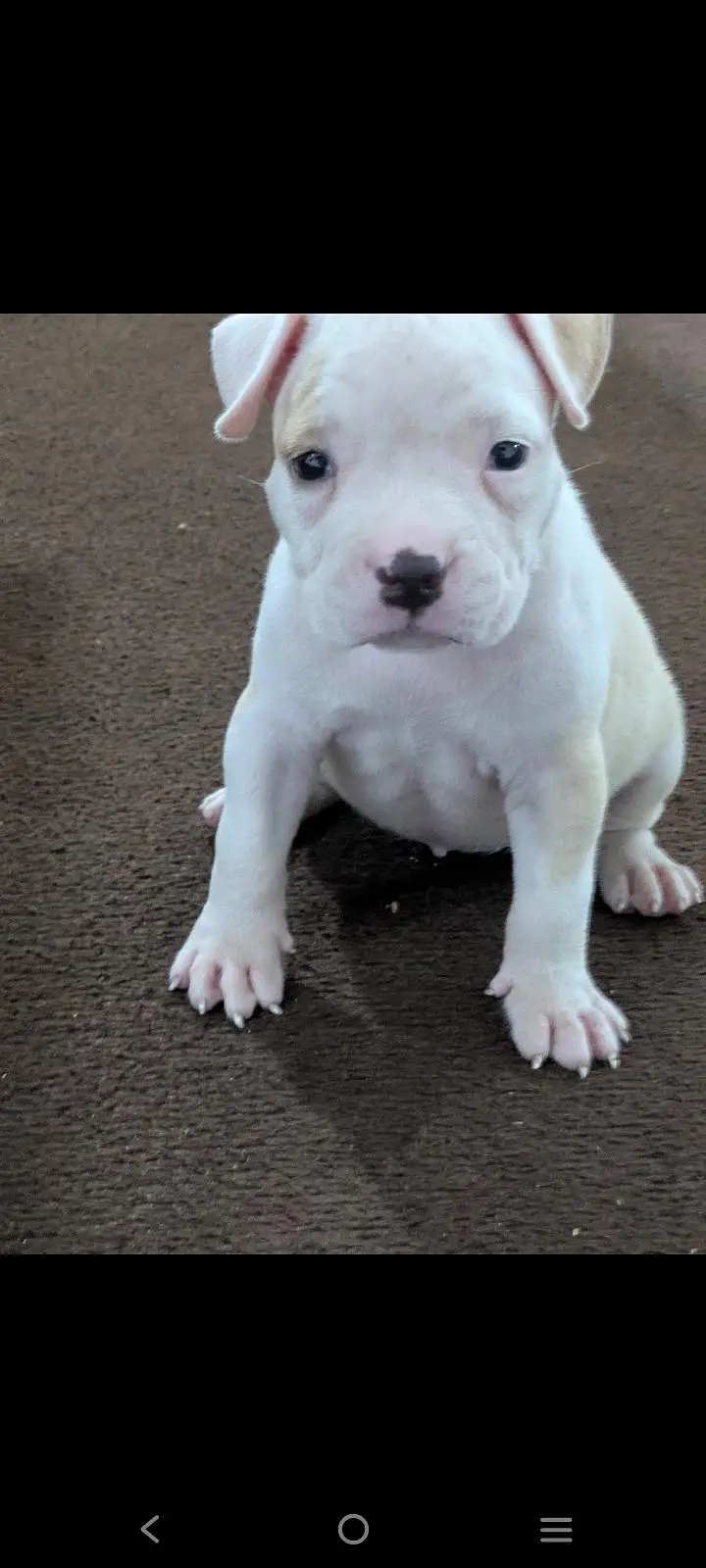 pitbull puppies for sale 0320/4318/242 — photo 7